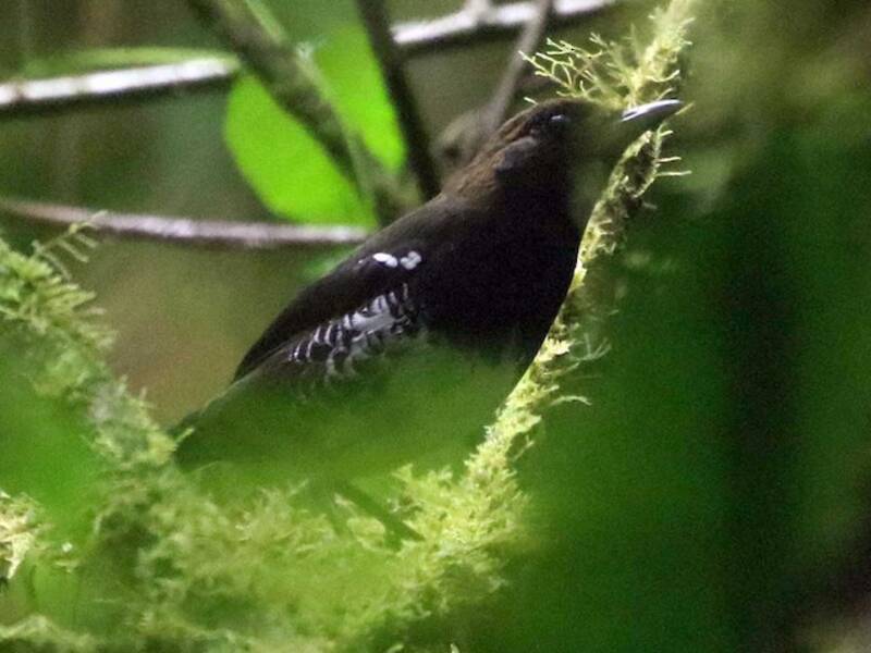 Seram Thrush