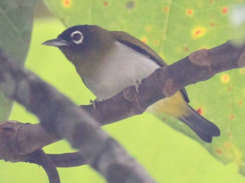 Seram White-eye, Photos 3