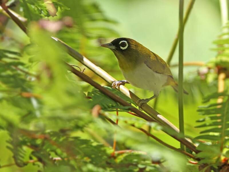 Seram White-eye, Photos 2