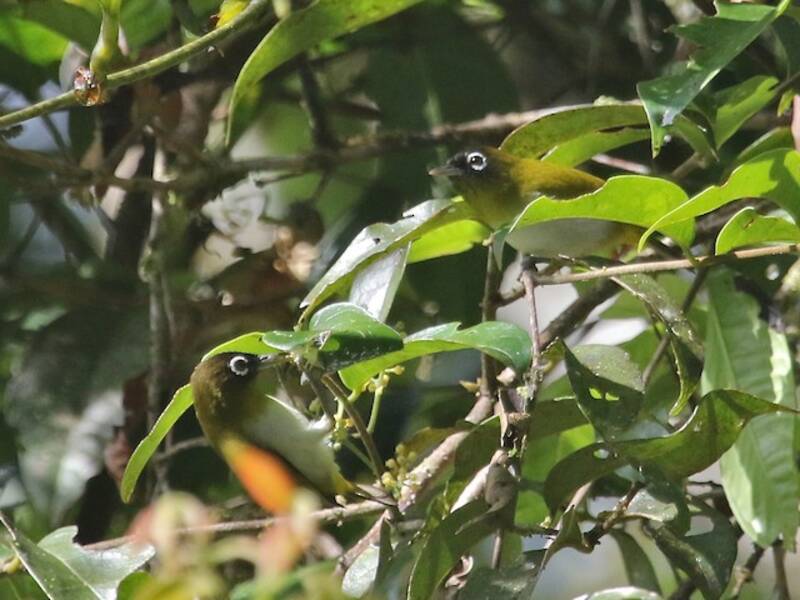 Seram White-eye, Photos 4