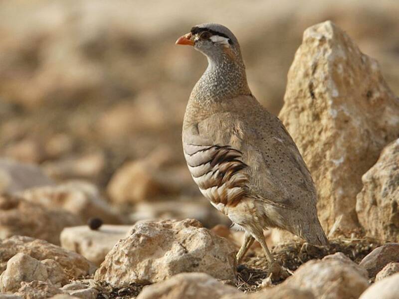 See-see Partridge, Photos 4