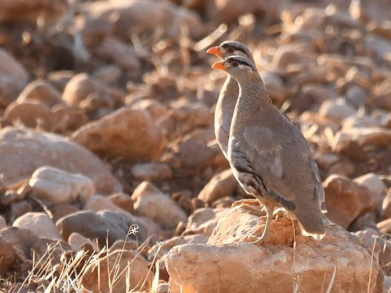 See-see Partridge, Photos 3
