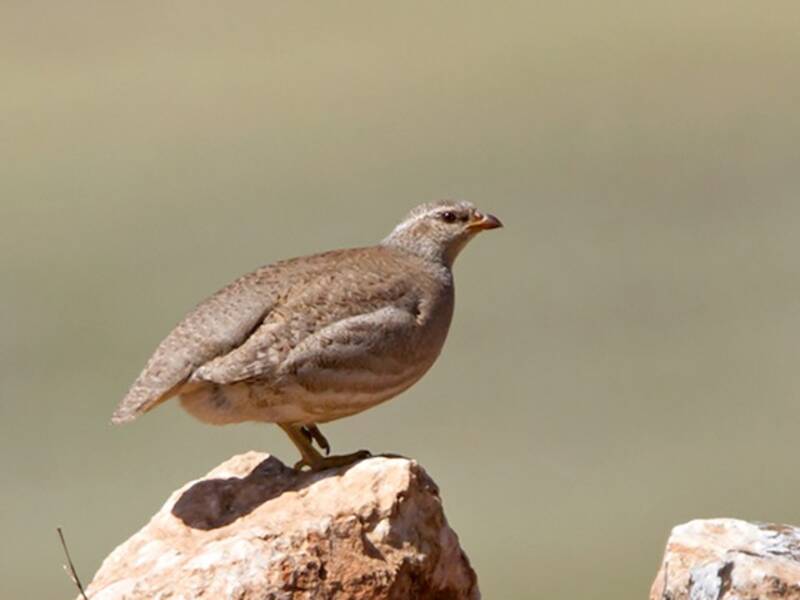 See-see Partridge, Photos 2