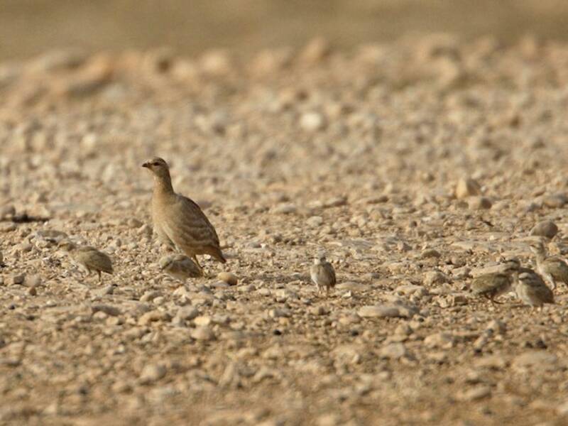 See-see Partridge