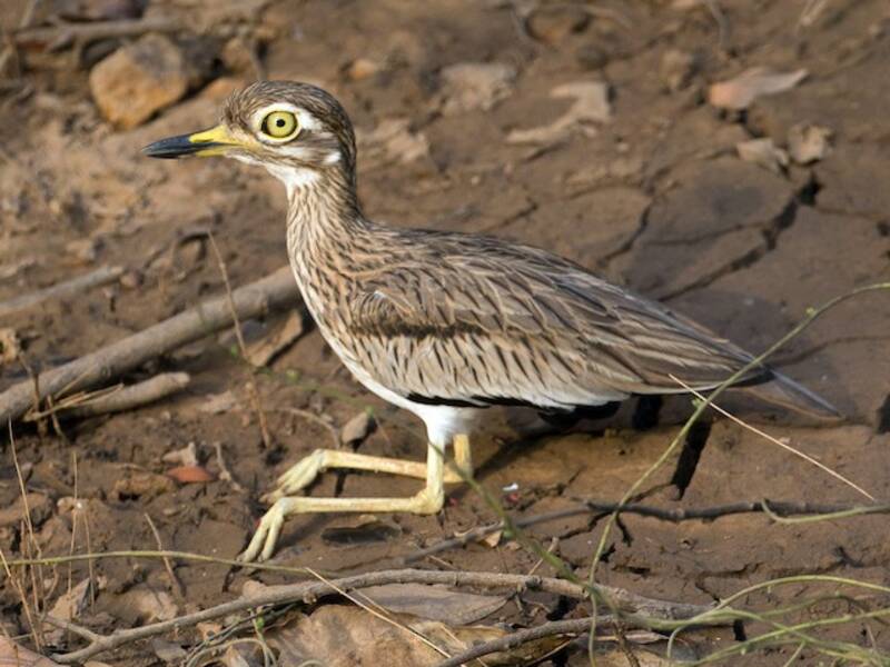 Senegal Thick-knee