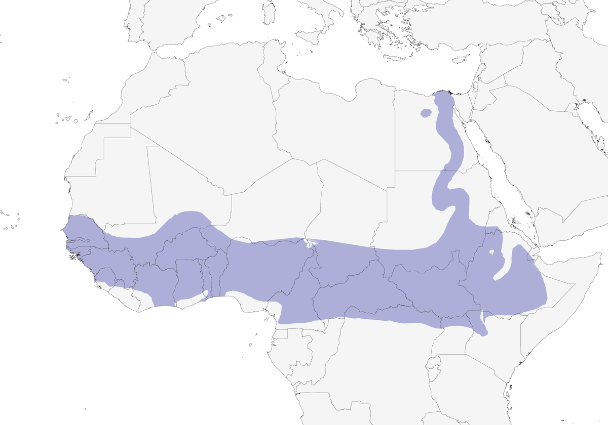 Senegal-Triel, Verbreitung 1