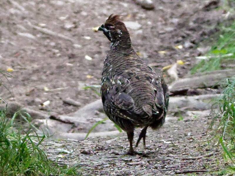 Chinese Grouse, 照片 3