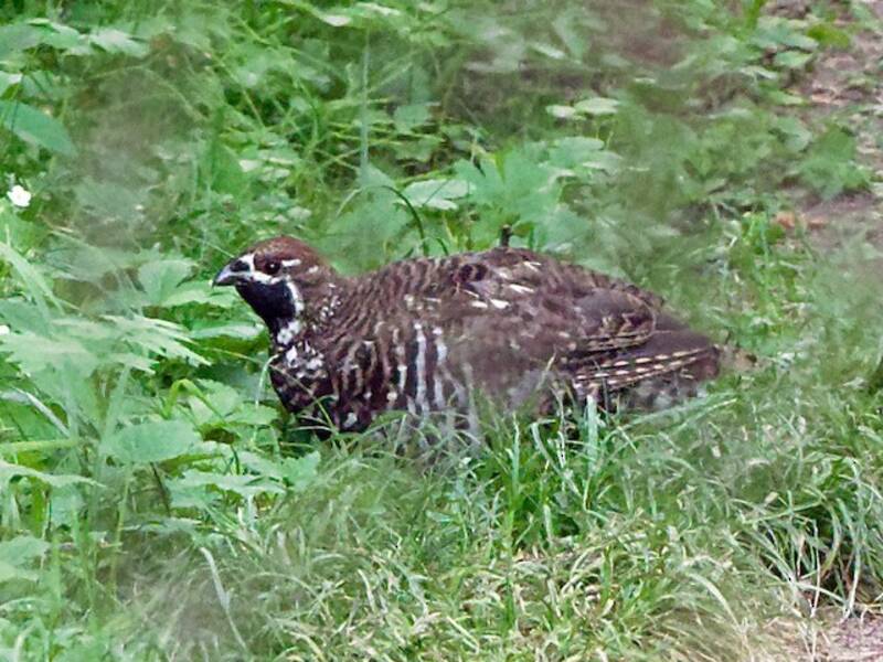 Chinese Grouse, 照片 4