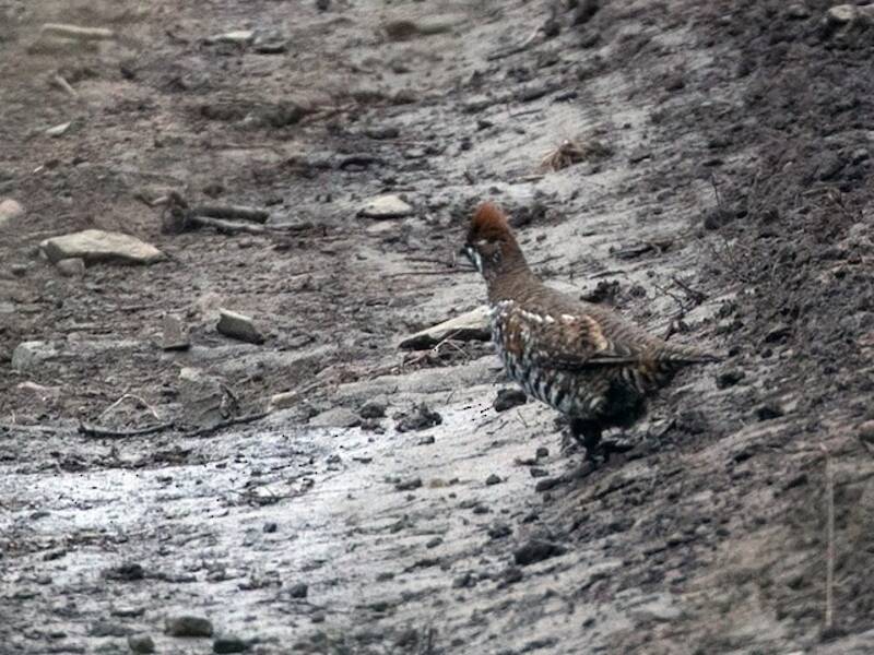 Chinese Grouse, 照片 2