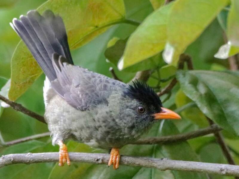 Bulbul de Seychelles, Fotos 2