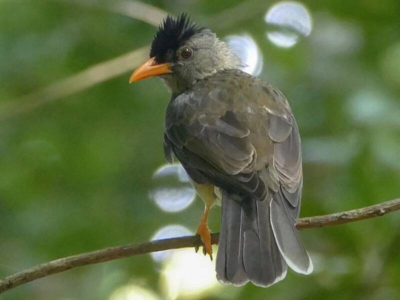 Bulbul delle Seychelles