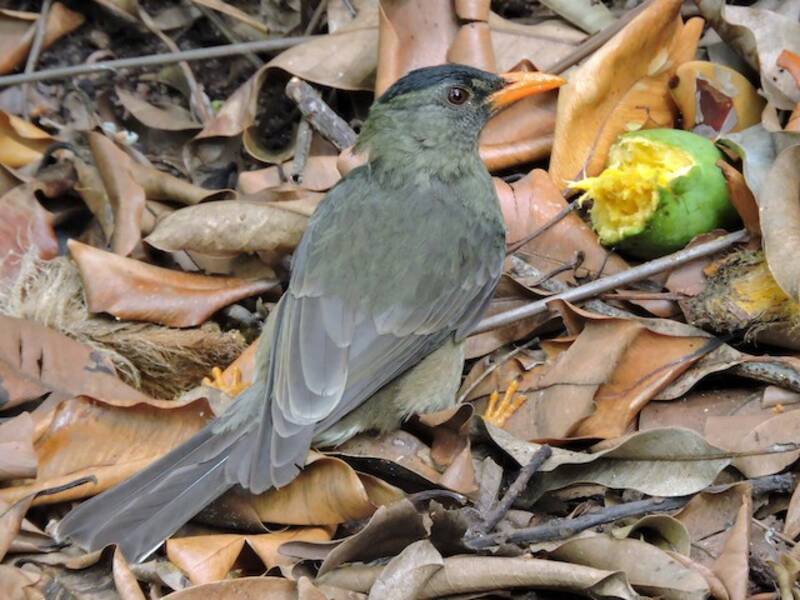 Bulbul de Seychelles, Fotos 3