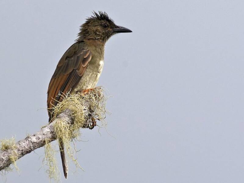 Bulbul de Seychelles, Fotos 4