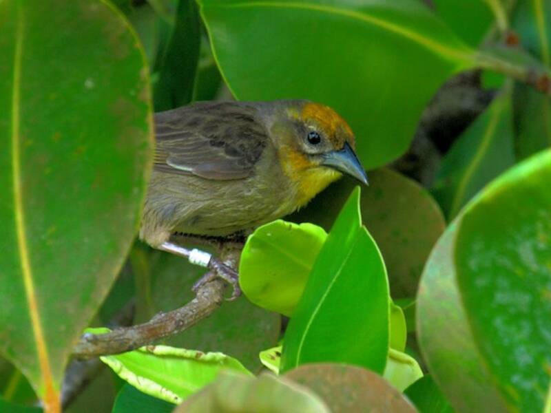Fody delle Seychelles