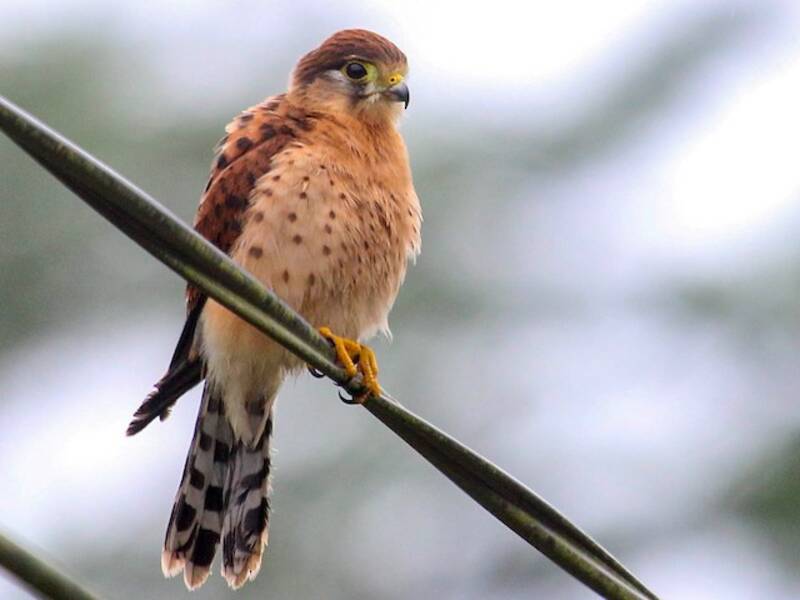 Seychellen-Turmfalke