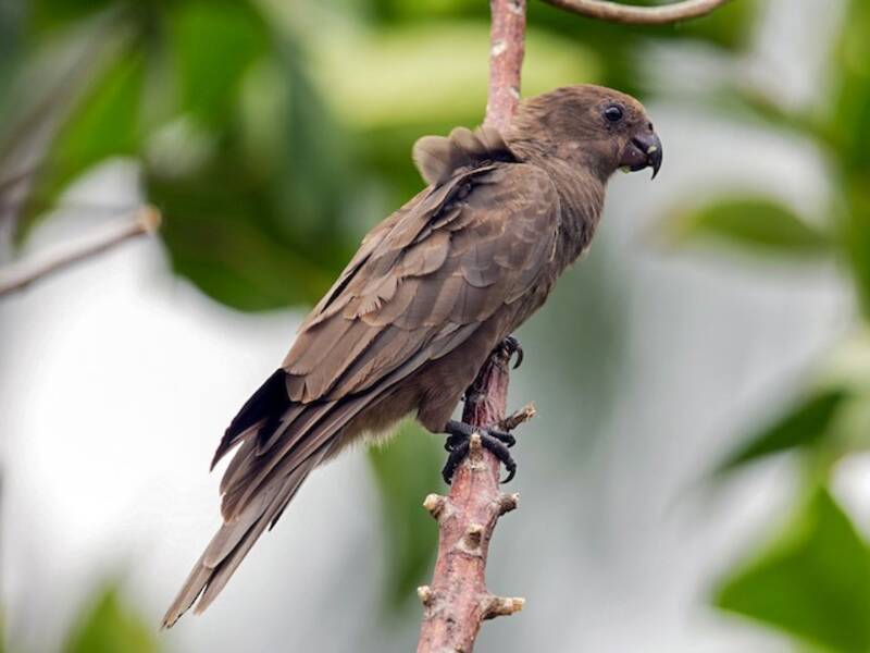 Seychelles Parrot, Photos 2