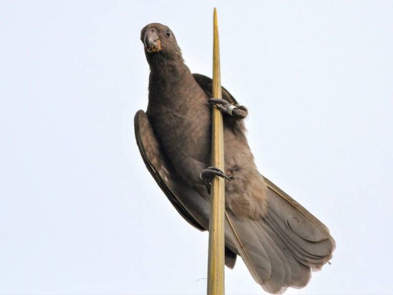 Seychelles Parrot, Photos 3