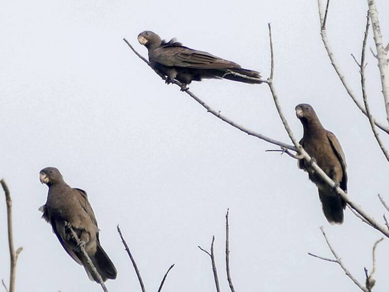 Seychelles Parrot, Photos 4