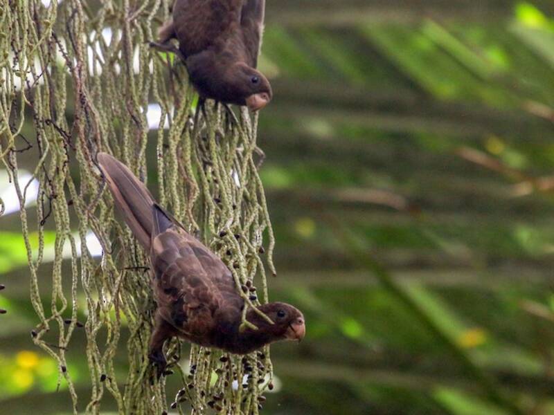Seychelles Parrot