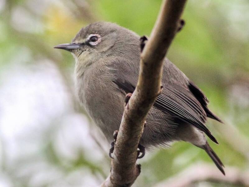 Seychellen-Brillenvogel, Fotos 2
