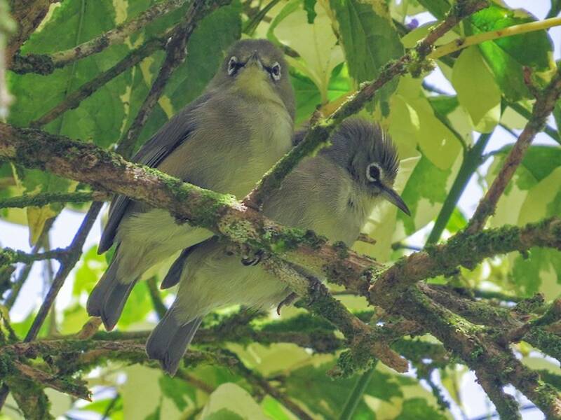 Seychellen-Brillenvogel, Fotos 4