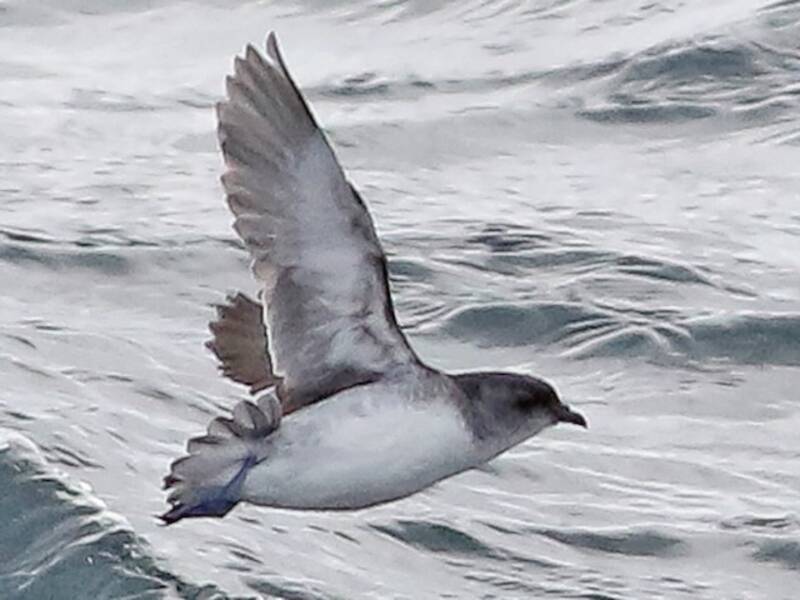 Petrello tuffatore della Georgia del Sud, Foto 2
