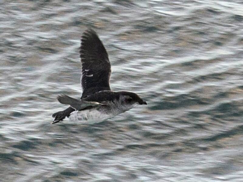 Petrello tuffatore della Georgia del Sud, Foto 4