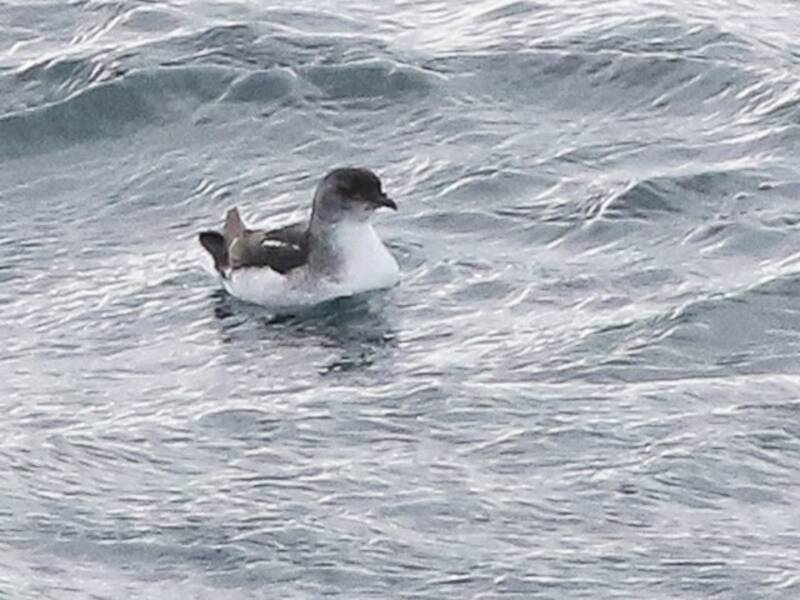 Petrello tuffatore della Georgia del Sud