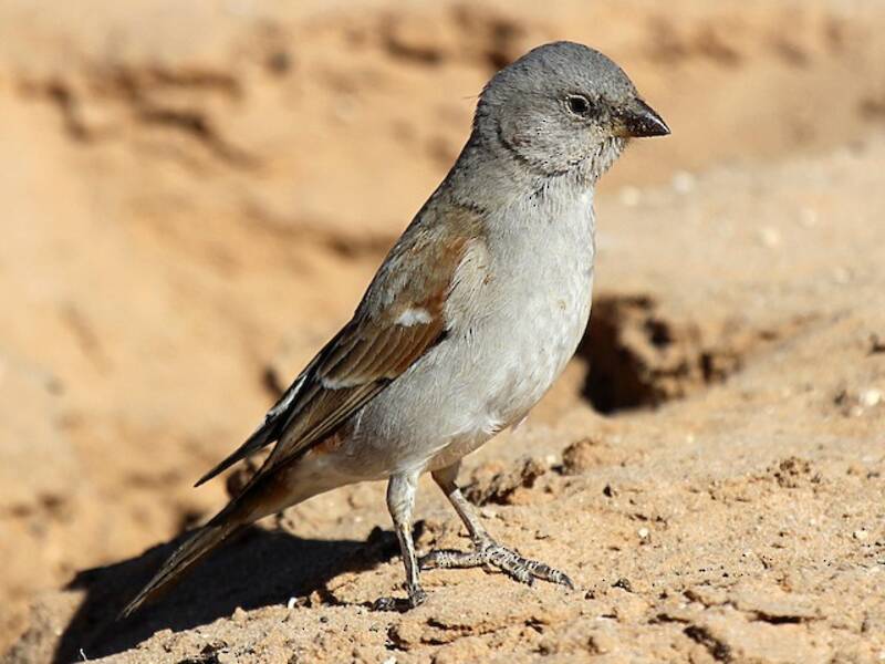 Passero testagrigia meridionale, Foto 4