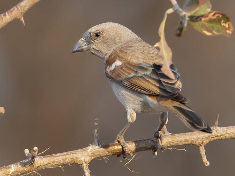 Passero testagrigia meridionale, Foto 3