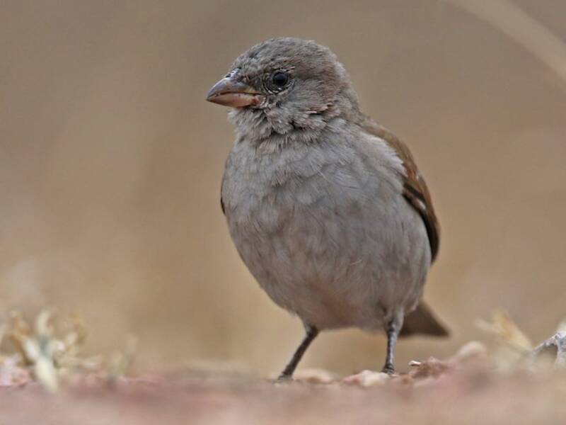 Passero testagrigia meridionale, Foto 2