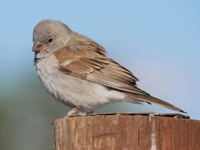 Passero testagrigia meridionale