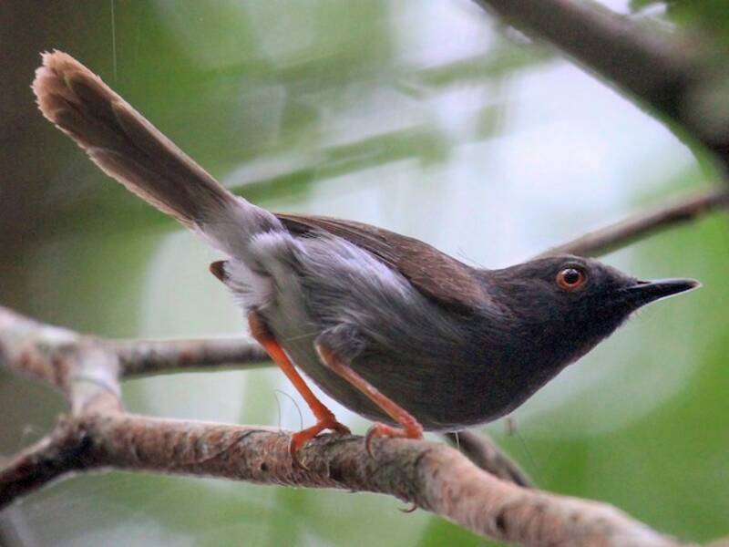 Apalis di Sharpe