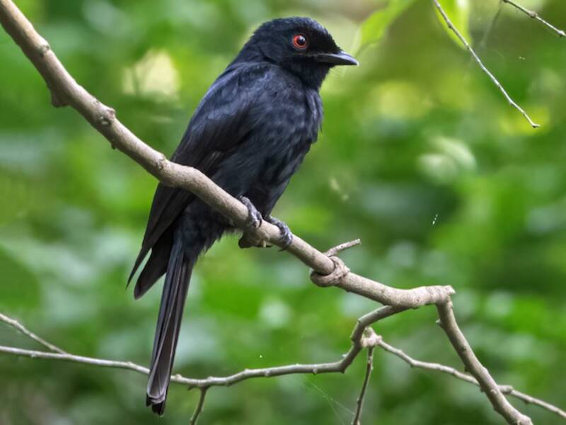 Drongo di Sharpe, Foto 3