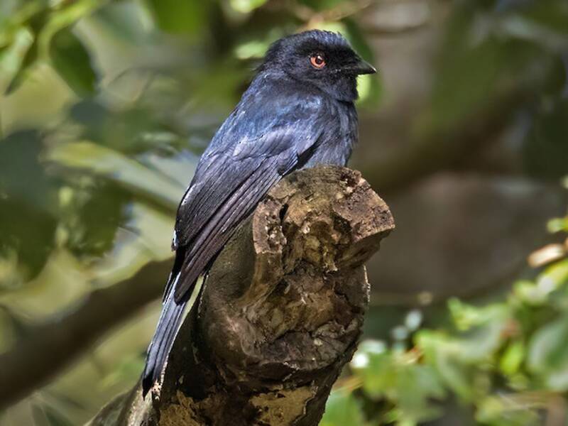 Drongo di Sharpe, Foto 4