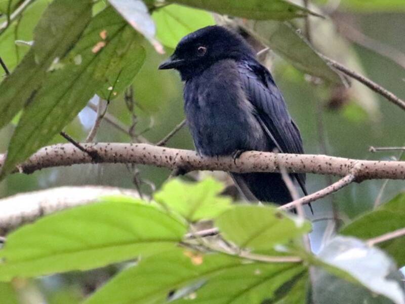 Drongo di Sharpe, Foto 2