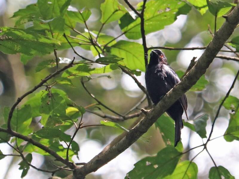 Drongo de Sharpe