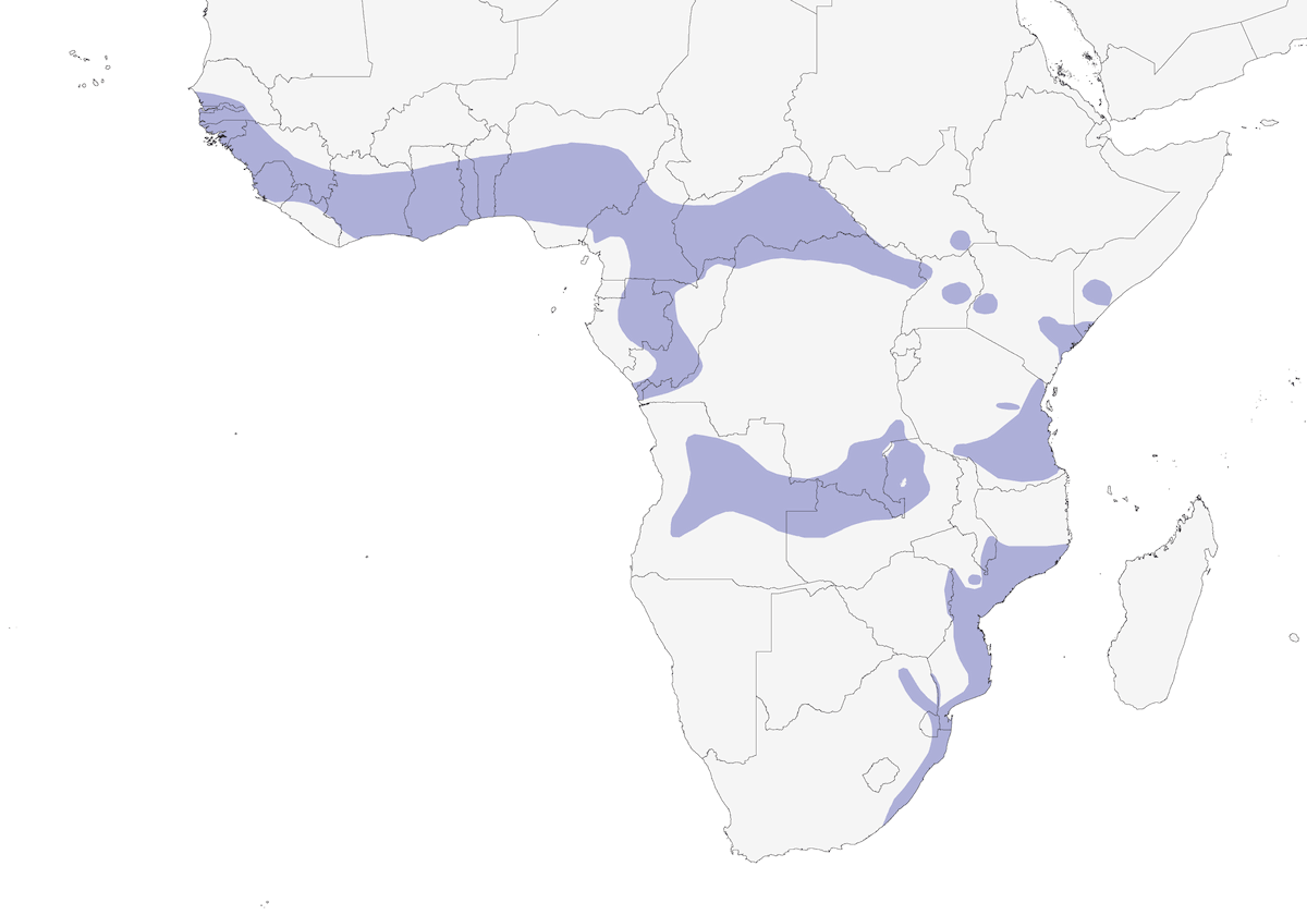 Drongo di Sharpe, Distribuzione 1