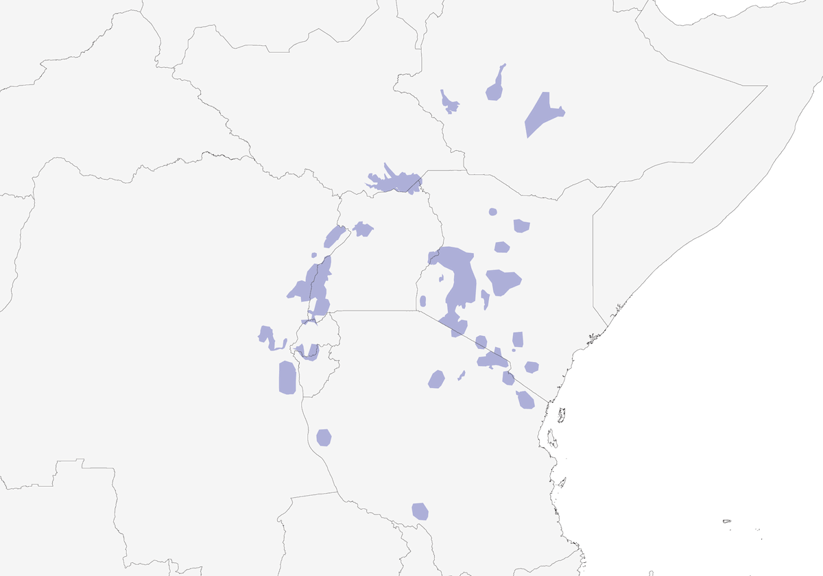 Estornino de Sharpe, Distribución 1