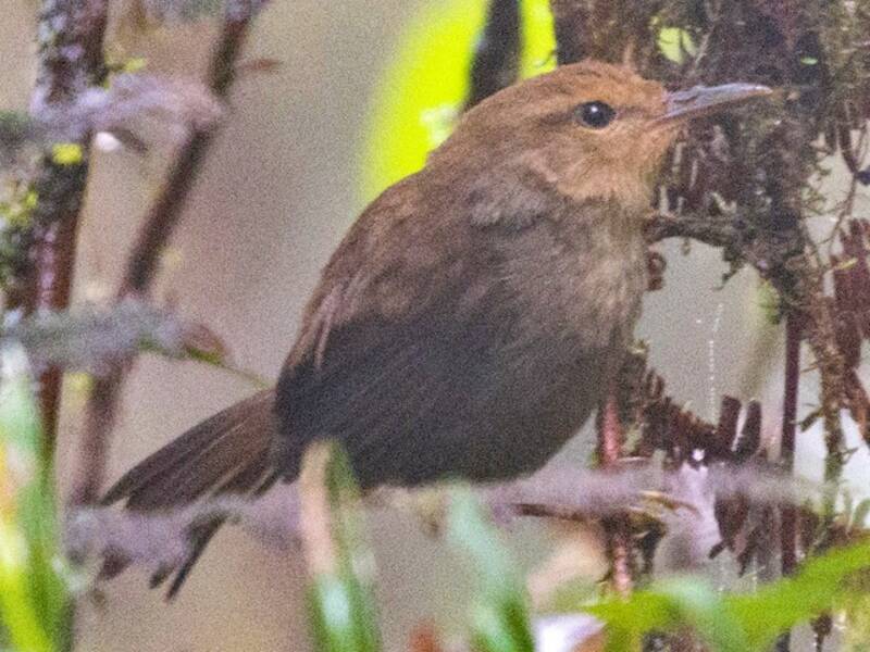 Mosquitero de la Sombra