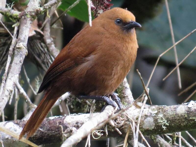 Sharpe's Wren