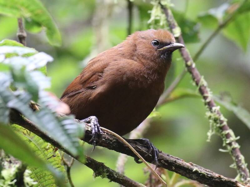 Sharpe's Wren, Photos 3