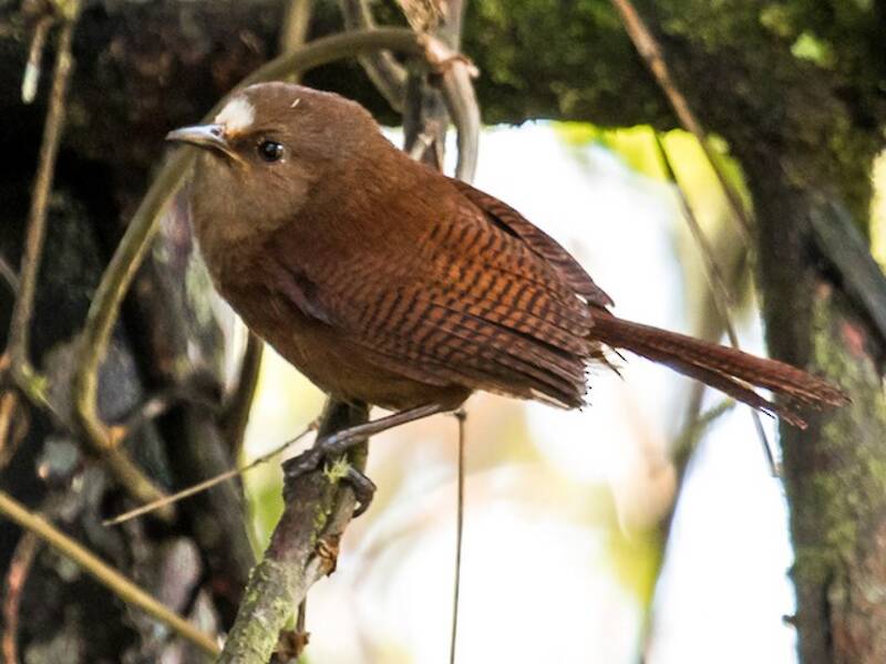 Sharpe's Wren, Photos 2
