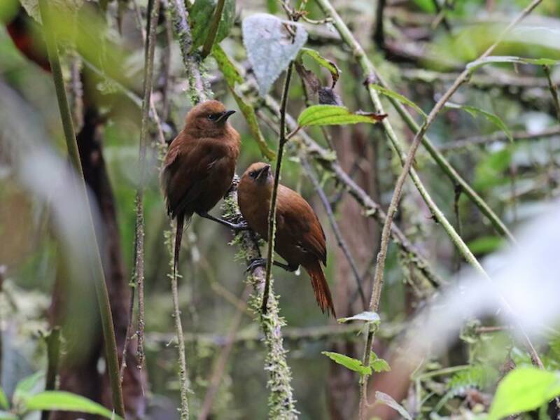 Sharpe's Wren, Photos 4