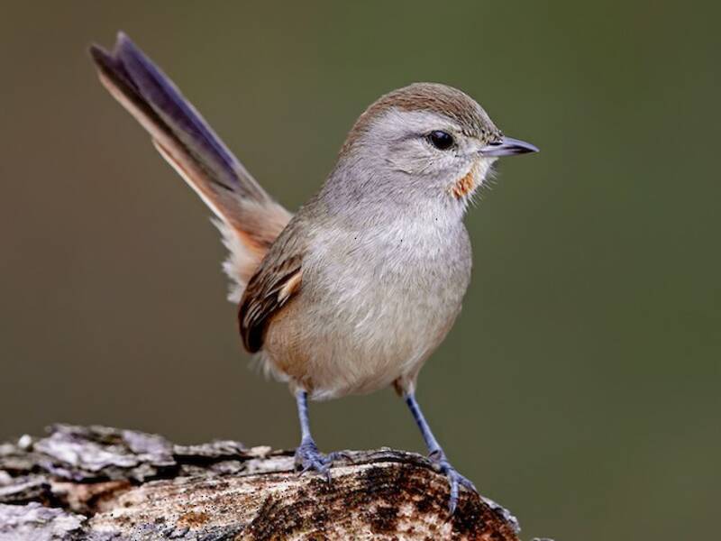 Short-billed Canastero, 照片 3