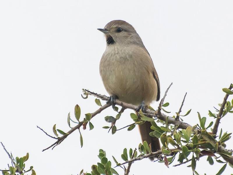 Short-billed Canastero, 照片 4