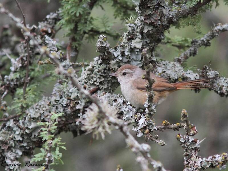 Short-billed Canastero, 照片 2