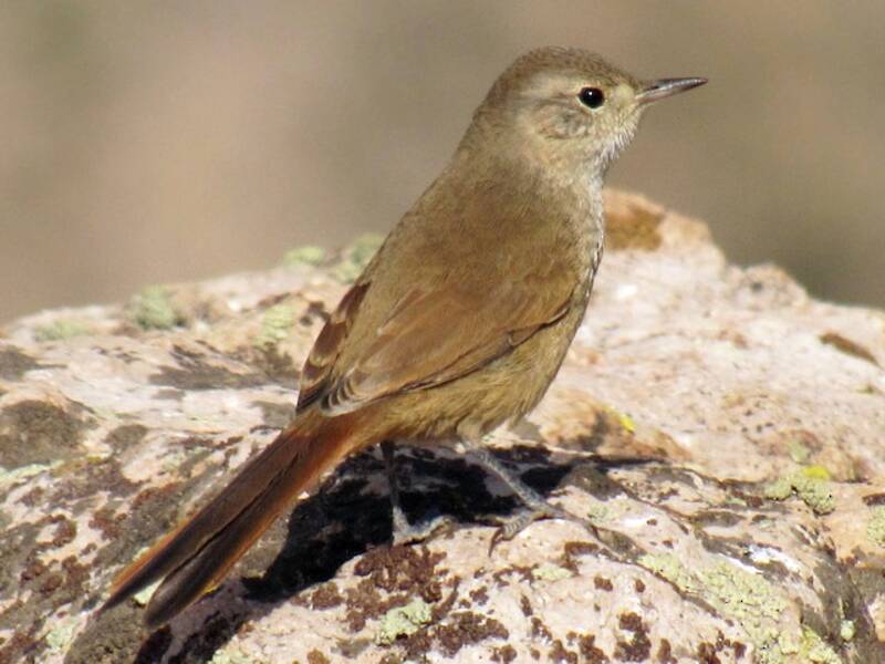 Sharp-billed Canastero