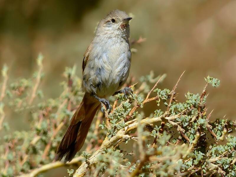 Sharp-billed Canastero, Photos 3