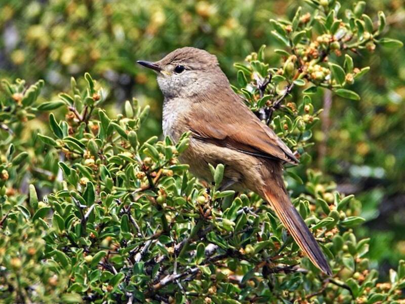 Sharp-billed Canastero, Photos 2